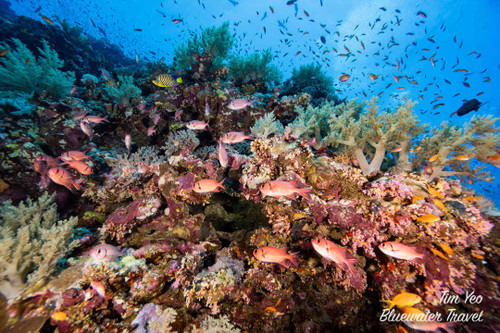 Red Sea Sharks and Iconic Wrecks Adventure 2026   Red Sea Sharks and Iconic Wrecks Adventure 2026