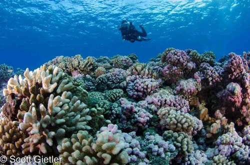 Beautiful corals in Fakarava