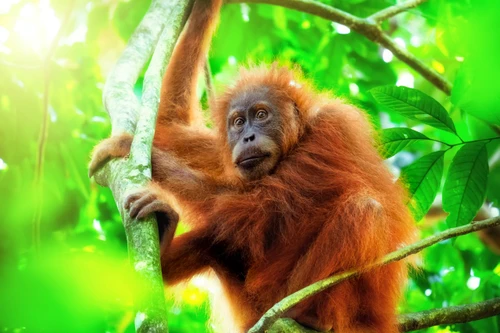  Borneo Safari 2027 - Orangutans, Pygmy Elephants & More 