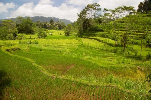  Borneo Safari 2027 - Orangutans, Pygmy Elephants & More 
