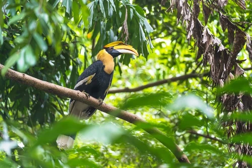  Borneo Safari 2027 - Orangutans, Pygmy Elephants & More 