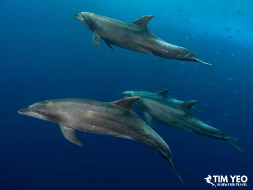 Close encounter with a pod of dolphins.