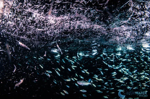  Ultimate Whale Shark & Sea Lion Sea Of Cortez Trip 2028 