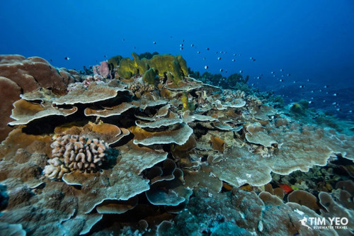  Fakarava Grouper Spawning Trip June 2028 
