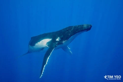  Close Encounters With Humpback Whales In French Polynesia 2027 