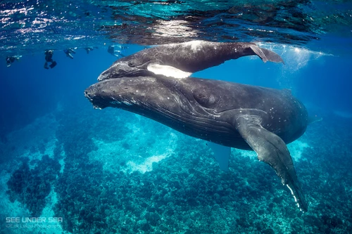  Close Encounters With Humpback Whales In French Polynesia 2027 