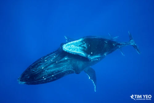  Close Encounters With Humpback Whales In French Polynesia 2027 