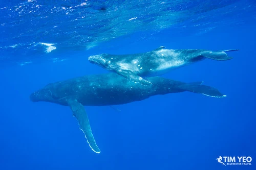  Close Encounters With Humpback Whales In French Polynesia 2027 