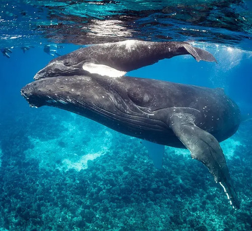  Close Encounters With Humpback Whales In French Polynesia 2027 