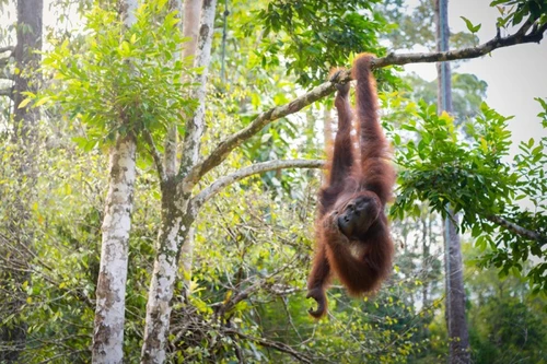  Borneo Safari 2028: Orangutans, Pygmy Elephants & More 