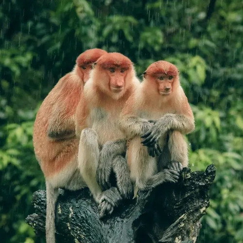  Borneo Safari 2028: Orangutans, Pygmy Elephants & More 