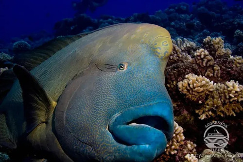  Palau Bumphead Spawning Trip 2028 