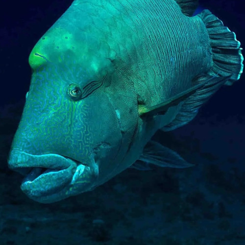  Palau Bumphead Spawning Trip 2028 