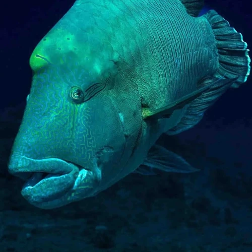 Bumphead Parrotfish