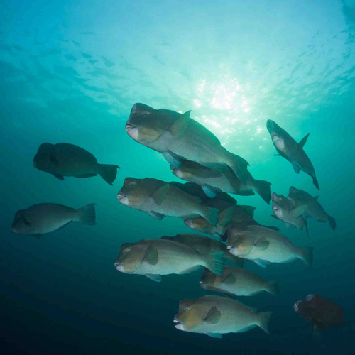  Palau Bumphead Spawning Trip 2028 