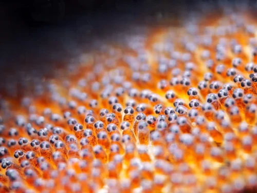 Divevolk SeaTouch 4 Max Plus Advanced Macro Kit