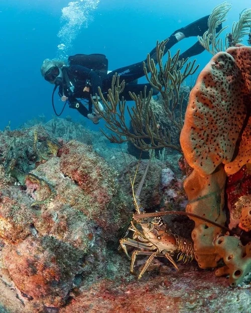 A lobster hides in its cave