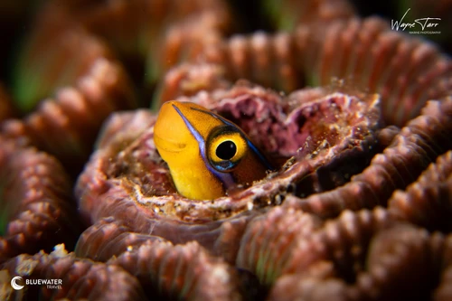 A small fish peeps out