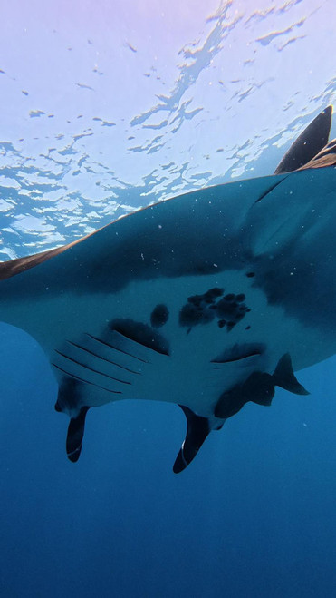 A manta ray swims overhead by Nina Moysi