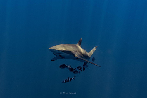 Thresher shark by Nina Moysi