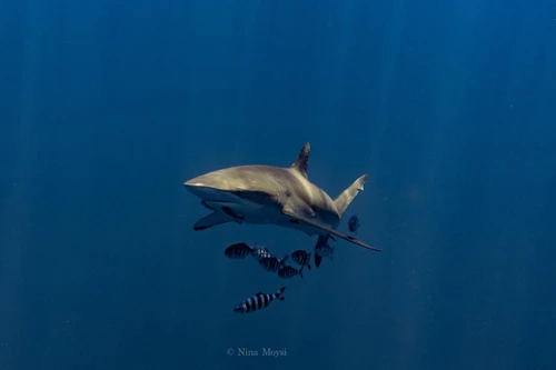  Mobula, Orca & Megafauna Adventure June 2027 