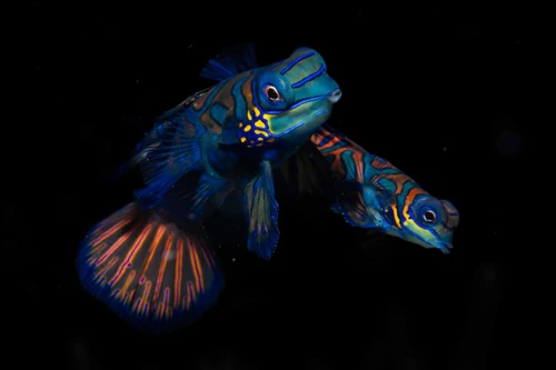 Two mandarin fish swim around each other