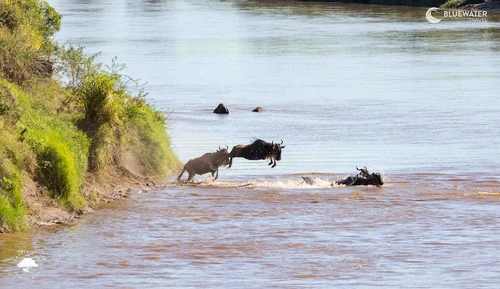  Tanzania Big Game Safari August 2027 