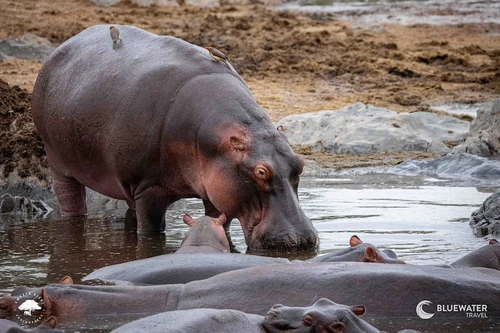  Tanzania Big Game Safari August 2027 