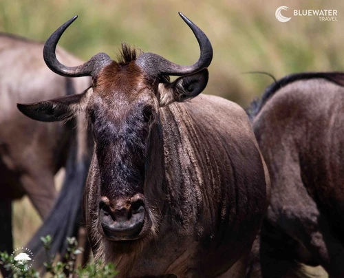  Tanzania Big Game Safari August 2027 