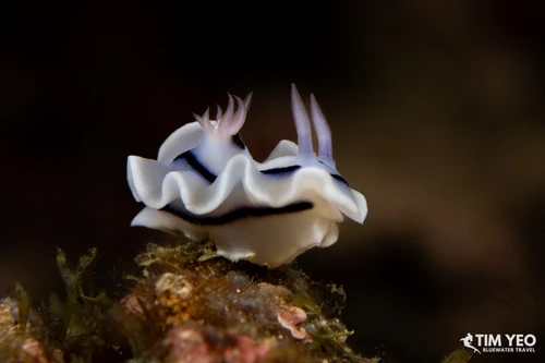  Halmahera Remote Indonesia Liveaboard Trip September 2027 