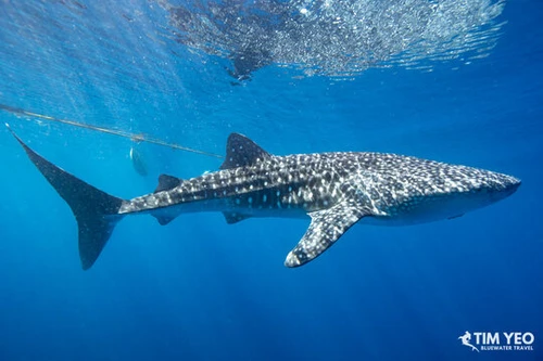  Halmahera Remote Indonesia Liveaboard Trip September 2027 