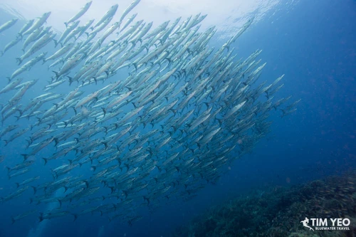  Halmahera Remote Indonesia Liveaboard Trip September 2027 