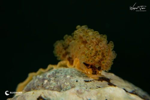 A rare nudibranch