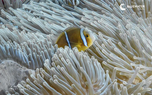 A clownfish in its anemone
