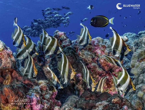 A school of batfish