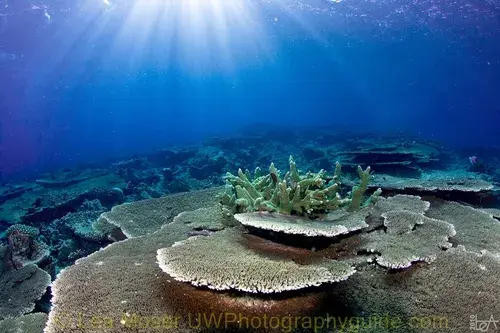  Luxury Maldives Dive & Spa Experience 2028 