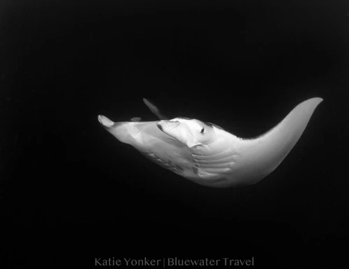  Raja Ampat Luxury Liveaboard Photo Workshop 2028 