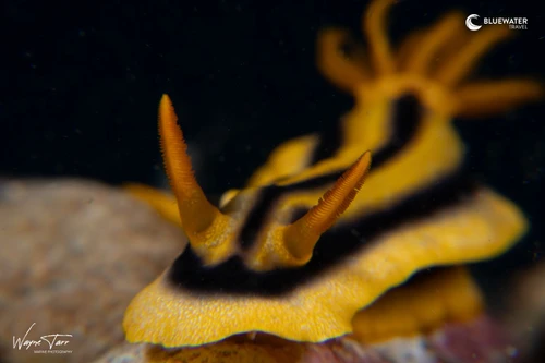 A yellow and black nudibranch