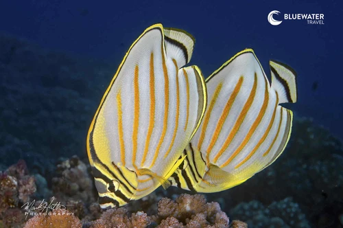 A clownfish in its anemone
