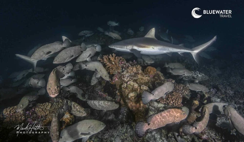 Groupers and sharks mix