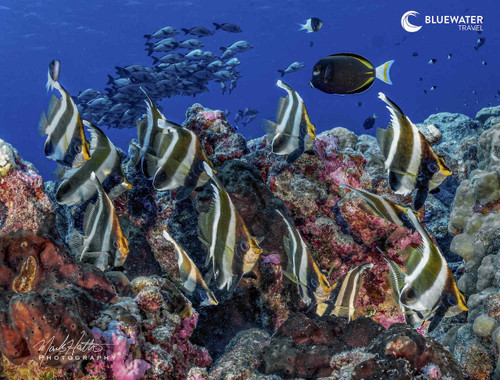  Fakarava Wall Of Sharks Trip 2030 