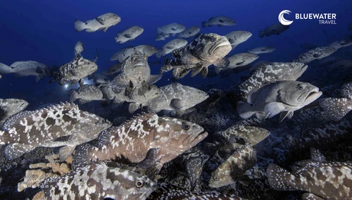  Fakarava Grouper Spawning Trip June 2030 