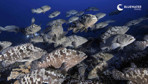 Groupers spawning