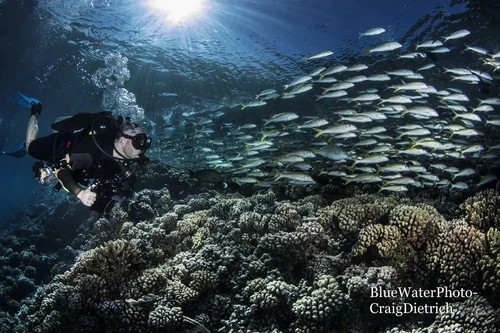 Reefs and groupers in Fakarava