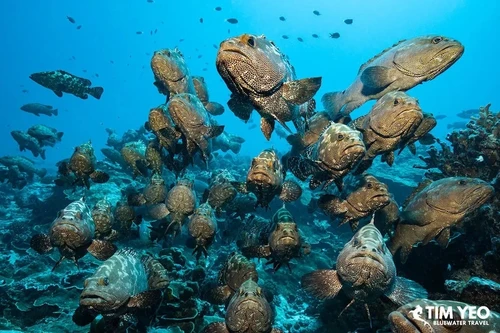 A large school of groupers