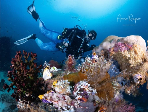 A diver poses behind beautiful corals
