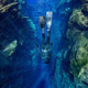 Fourth Element RF2 Freediving Leggings - Women's