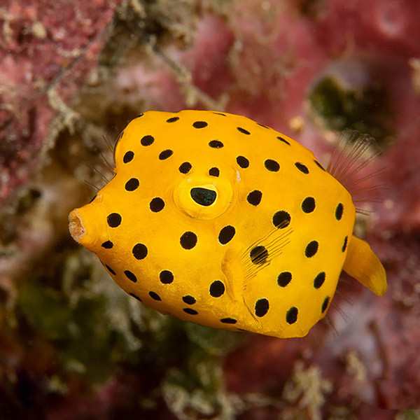 Underwater Photography and Trips