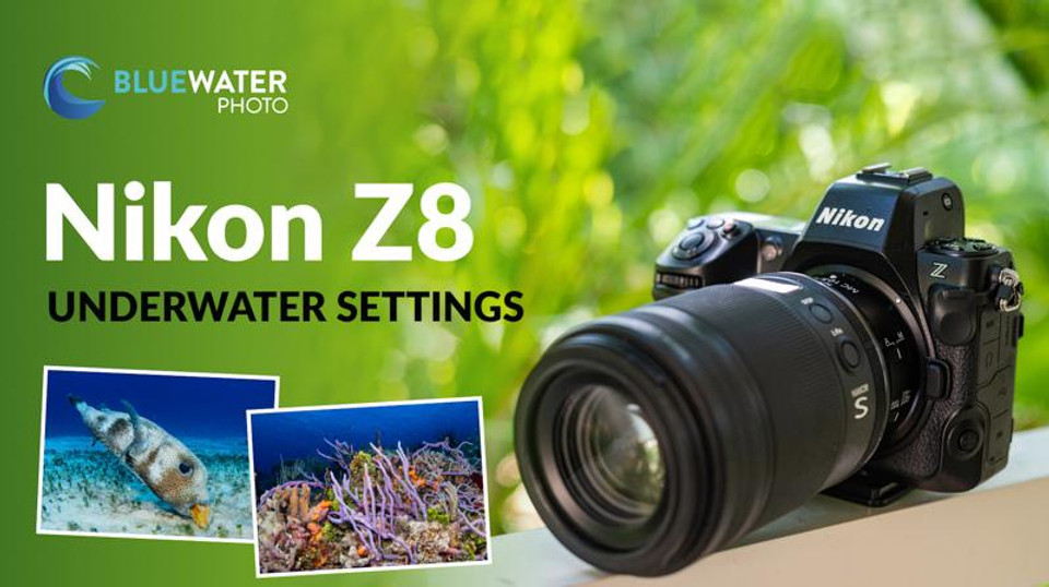 Nikon Z8 Underwater Settings Bluewater Photo
