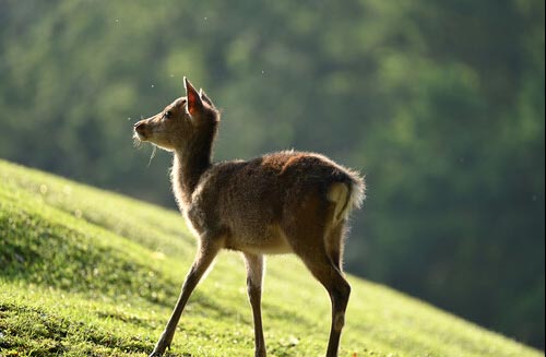 safari photography